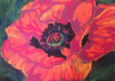 Beautiful Poppy