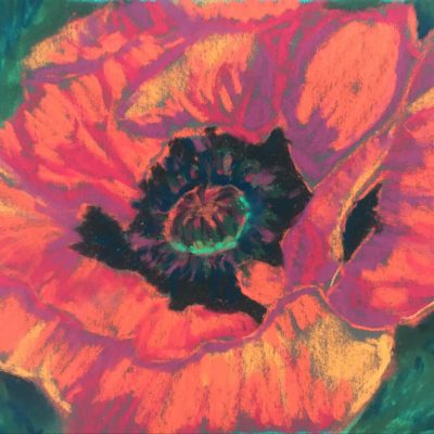 Beautiful Poppy