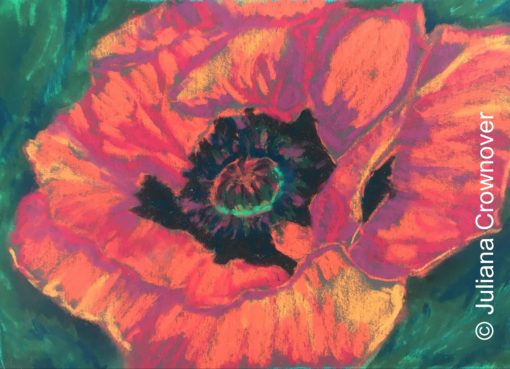 Beautiful Poppy