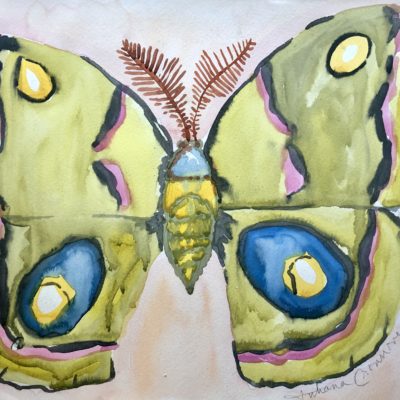 Io Moth
