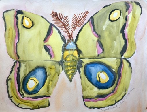 Io Moth