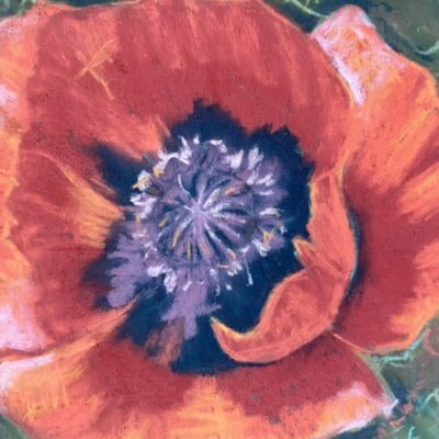 Poppy Up Close