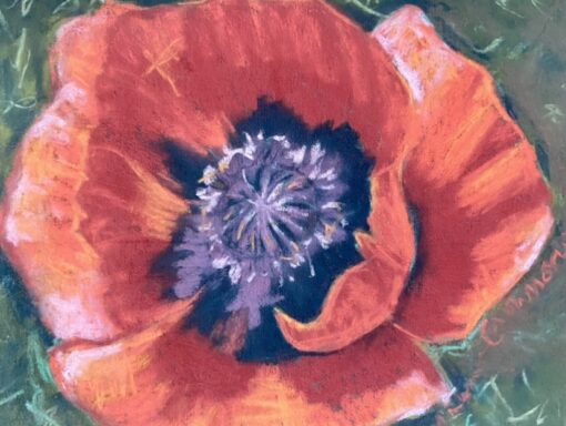 Poppy Up Close