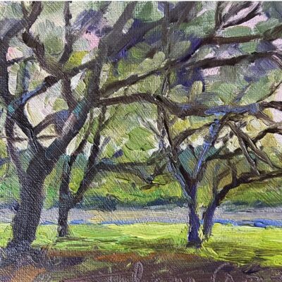 Texas Live Oaks - Last Light