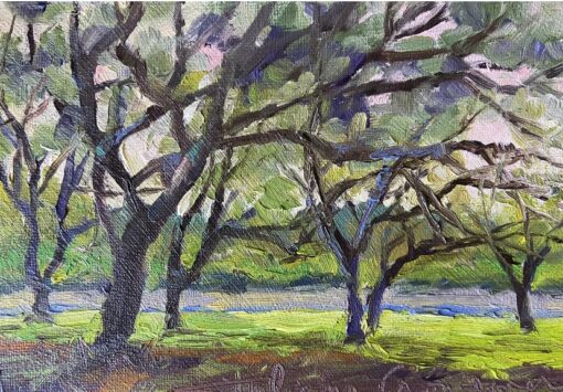 Texas Live Oaks - Last Light