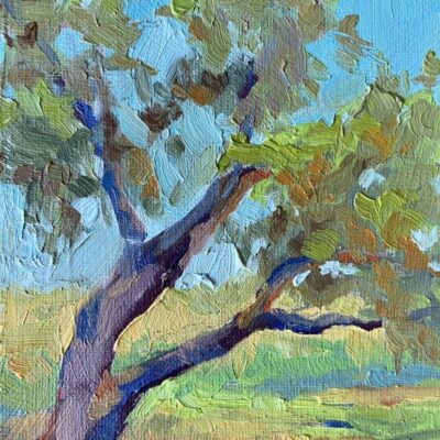 Texas Live Oak